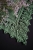 Motyw dekoracyjny do chusty i kwadratu mech autorstwa Forest of Needles
